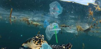 Plastic Eating Microbes Becoming a Reality