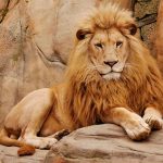 Zoo CEO