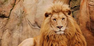 Zoo CEO