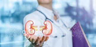 Person holding digital kidney illustration in hand