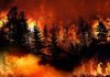 Trees burning in a forest fire at night