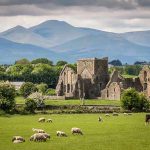 80,000 Sheep Invade Solar Installations Ruins, sheep grazing, mountains and cloudy sky.