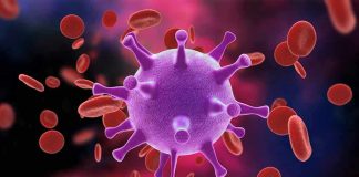 Virus surrounded by red blood cells