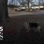 Stray Dog Hijacks Police Search Hero dog leads police straight to missing 3-year-old