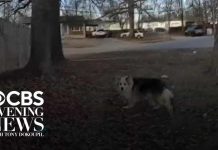 Stray Dog Hijacks Police Search Hero dog leads police straight to missing 3-year-old