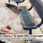 MILLION Bees UNLEASHED—Interstate Turns Nightmare Zone