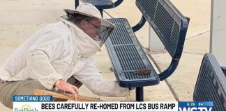 MILLION Bees UNLEASHED—Interstate Turns Nightmare Zone