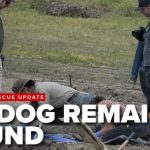 More Than 700 Animals Still Can’t Be Fully Accounted For 117 dog remains found at Miranda’s Rescue; many had gunshot wounds