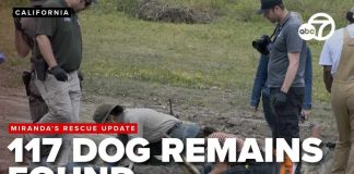 117 dog remains found at Miranda’s Rescue; many had gunshot wounds