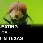 Flesh-eating New World screwworm found in Texas calf, USDA says