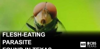 Flesh-eating New World screwworm found in Texas calf, USDA says