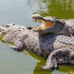 Two crocodiles basking in green water