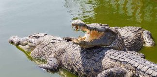 How the Crocodile Moat Plan Is Taking Shape Two crocodiles basking in green water
