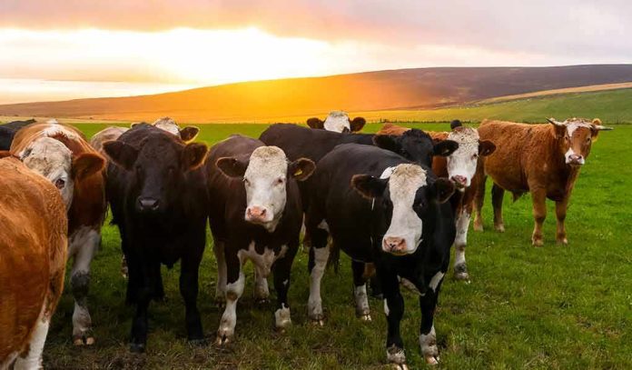 shutterstock_1715438224 herd of cows standing in a green pasture at sunset