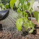 Is America Really Just Days Away From a Food Crisis? watering can spout watering young green plant in garden bed