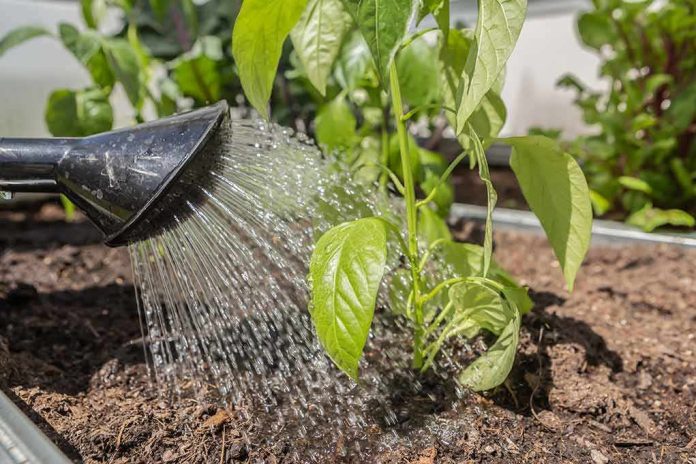 watering can spout watering young green plant in garden bed