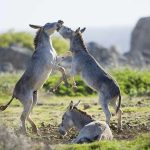 Donkeys sparring while another rests on the ground