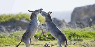 WILD Donkeys Overrun College Campus Donkeys sparring while another rests on the ground