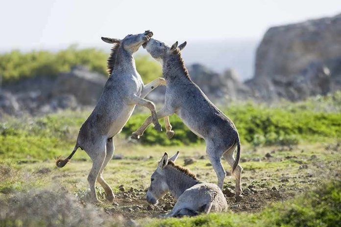 Donkeys sparring while another rests on the ground