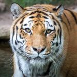 Tiger close-up in shallow water