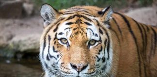 Tiger close-up in shallow water