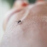 Mosquito on human skin